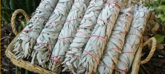 White Sage 8' Smudge Sticks